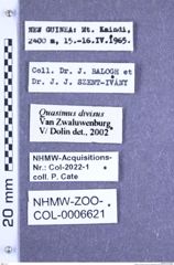 Etiketten zu Quasimus divisus (Van Zwaluwenburg, 1963) (NHMW-ZOO-COL-0006621)